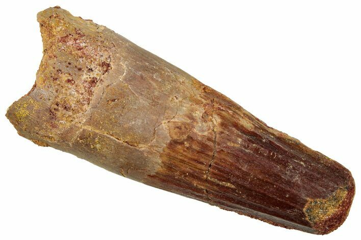 Fossil Spinosaurus Tooth - Real Dinosaur Tooth #329603
